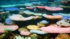 Érdekes tények a korallokról