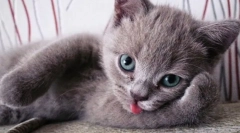 Érdekes tények a macskákról: 10 kellemes funkciók a bolyhos háziállatok