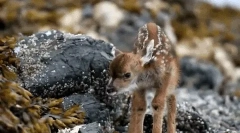 Érdekes tények a roe-ről