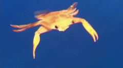 Érdekes tények a fekete-tenger corle-ről