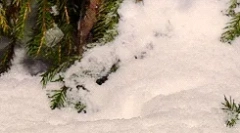 Érdekes tények a szeretetről