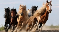 Érdekes tények a lovakról