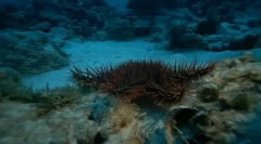 Érdekes tények a tengeri sündisznóról