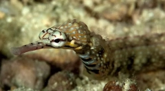 Érdekes tények a tengeri tűkről