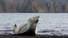 Érdekes tények a tengeri leopárdokról