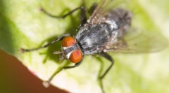 Érdekes tények a legyekről