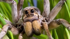 Érdekes tények a pók-farkasról