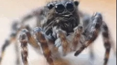 Érdekes tények a pók alakú