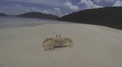 Érdekes tények rákfélékről