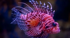 Érdekes tények a halakról