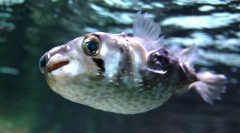 Érdekes tények a fish fugu-ról