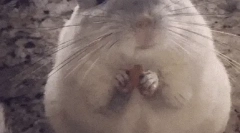 Érdekes tények a chinchillachról