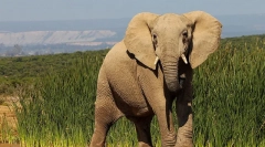 Érdekes tények az elefántokról