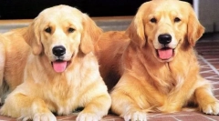 Érdekes tények a kutyákról