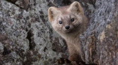Érdekes tények a sobyola-ról
