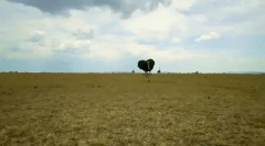 Érdekes tények a struccról