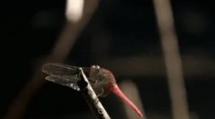 Érdekes tények a szitakötővel kapcsolatban