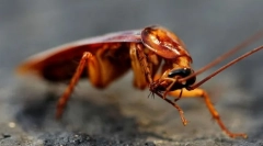 Érdekes tények a csótányokról