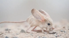 Érdekes tények a tucccranchikról