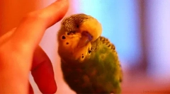 Érdekes tények a hullámos papagájokról