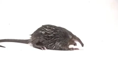 Érdekes tények a boszorkányról