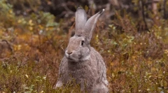 Érdekes tények a hares-ről