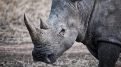 Érdekes tények az állatokról a piros könyvből