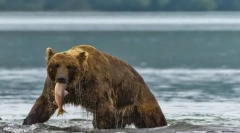 Érdekes tények az állatokról taiga