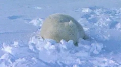 Érdekes tények az állati tundraról