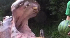 Érdekes tények az állati fogakról