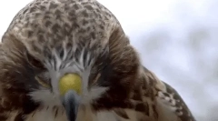 Érdekes tények a sólyomról