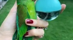 A bald parrot rei története