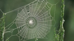 Mi a pók elrejti az internetét?