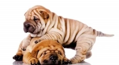 A korosztályokból: a kutyák legősibb fajtáinak listája