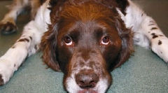 Felesleges hormon növekedés