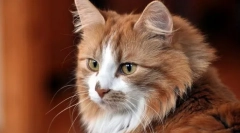 A macska viselkedésének változásai, a legtöbb betegséghez