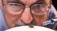 A rovarok tanulmányozása