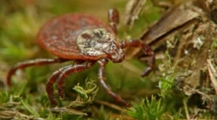 Egy kullancs eltávolítása otthon