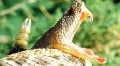 Méreg az állat életében