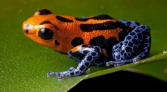 Mérgező békák (fawolves, elafolates)