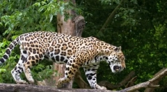 Jaguar (állatfotó): szerencsés és szép nagy macska