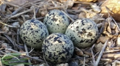 Tojás. Épület, méretek, alak és színes tojás