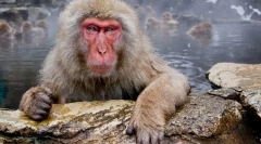 Japán macak