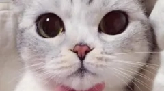 Japán becenevek macskák és macskák számára