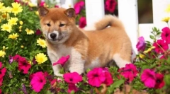 Japán kutyák fajtái: fotó, rövid leírás, funkciók