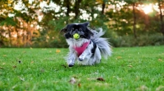 Japán hin (fotó): ősi fajta szoba kutyák