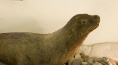 Japán tengeri oroszlán