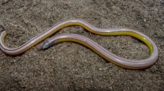 Lizard california nem előtt