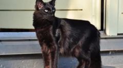 Yalanenez: bajnokság leírás