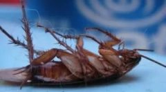 Hatékony gondolkodás a csótányok megsemmisítéséhez